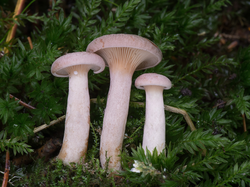 Lactarius lilacinus